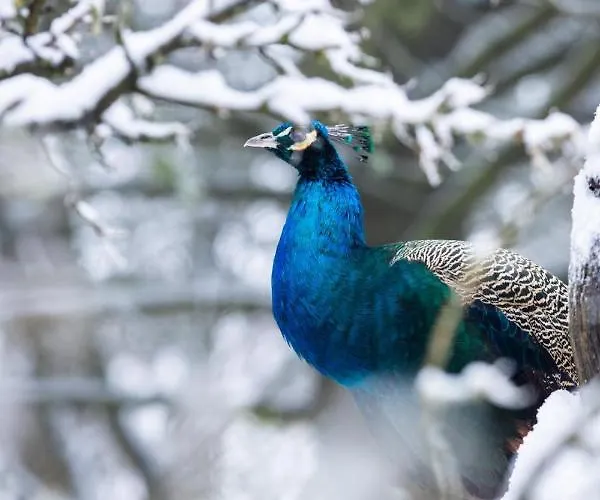 Hindu Monastery - Shree Peetha Nilaya Ashram Springen