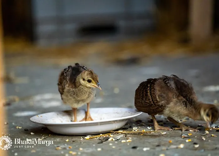 Hindu Monastery - Shree Peetha Nilaya Ashram Hotel Springen